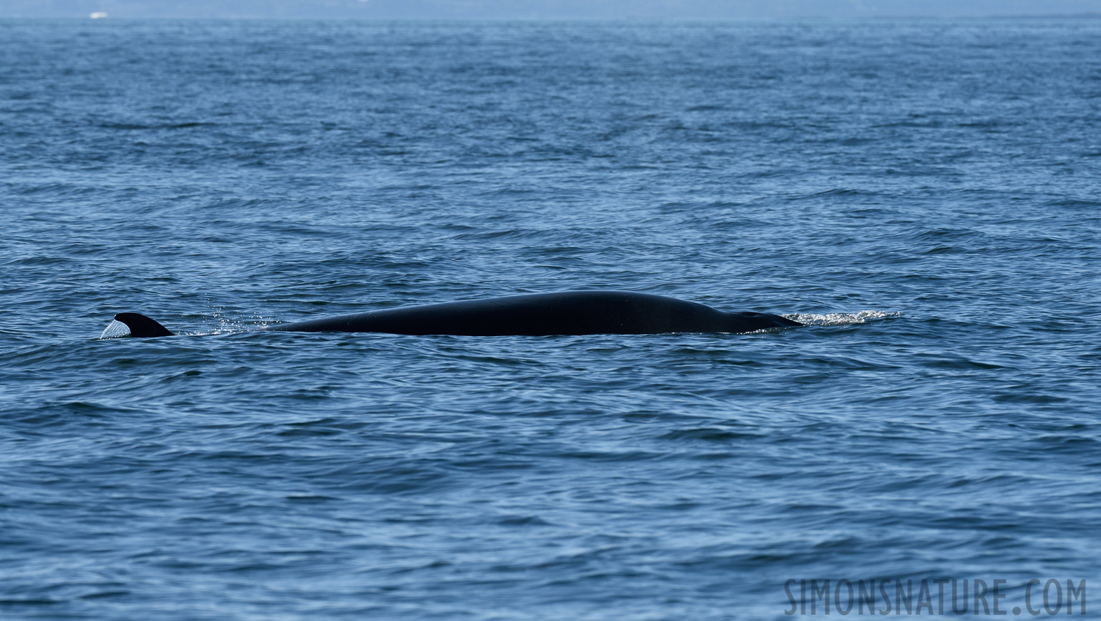 Balaenoptera acutorostrata [380 mm, 1/800 sec at f / 11, ISO 400]